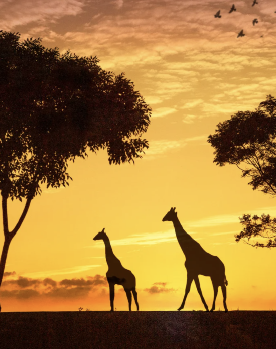KUNENE namibia safari